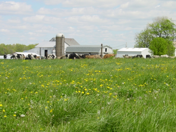 Creation of Spring Graze: Step 4